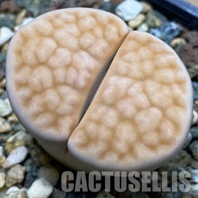SH36118 Lithops karasmontana -Grunau-