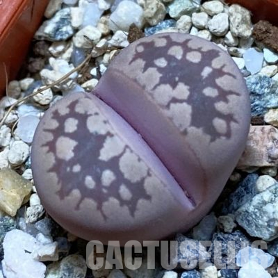 SH36119 Lithops otzeniana ‘Cesky Granat’