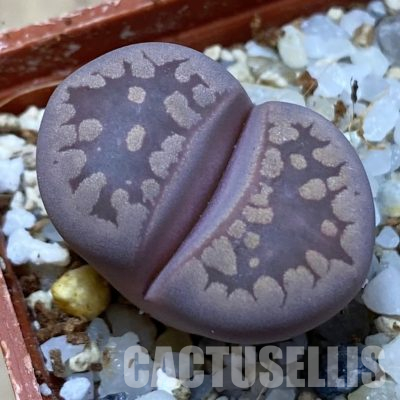 SH36120 Lithops otzeniana ‘Cesky Granat’
