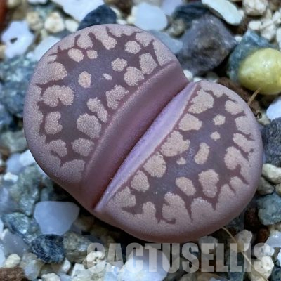 SH36121 Lithops otzeniana ‘Cesky Granat’