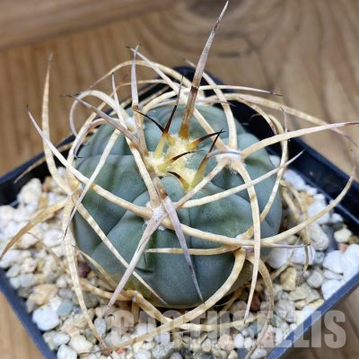 SH36123 Gymnocalycium cardenasianum LF 616