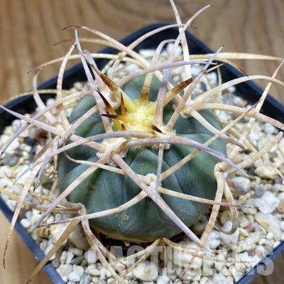 SH36124 Gymnocalycium cardenasianum LF 616
