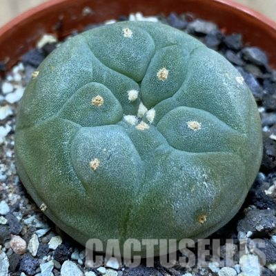 SH36126 Anhalonium frichii
