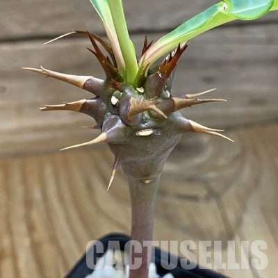 SH36081 Euphorbia viguieri v. vilanandrensis