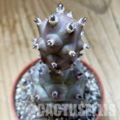 SH36130 Tephrocactus articulatus