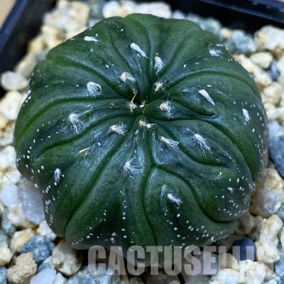 SH36133 Astrophytum asterias f. multicostatum, seedling