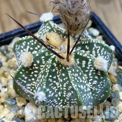 SH36135 Astrophytum asterias x capricorne