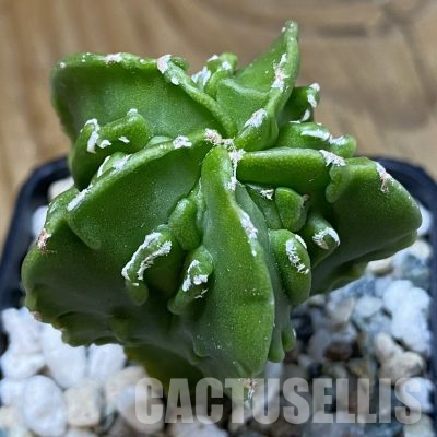 SH36136 Astrophytum myriostigma ‘Fukuryu’ f. nudum