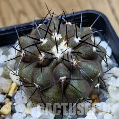 SH36139  Copiapoa cinerea