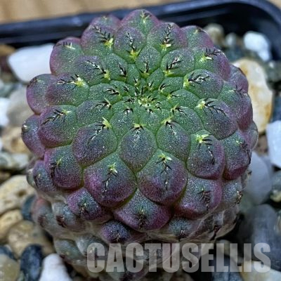 SH36140 Sulcorebutia rauschii