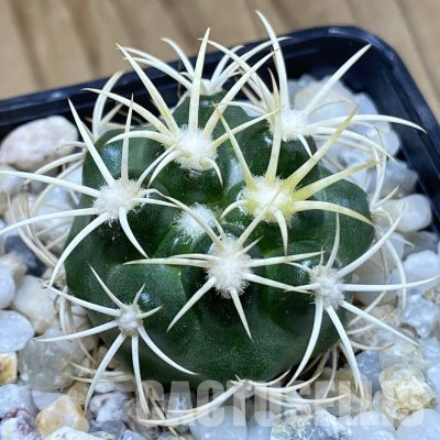 SH36141 Discocactus zehntneri ssp. alagoinhensis, own roots