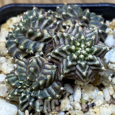 SH36142 Gymnocalycium mihanovichii 'Pandan'