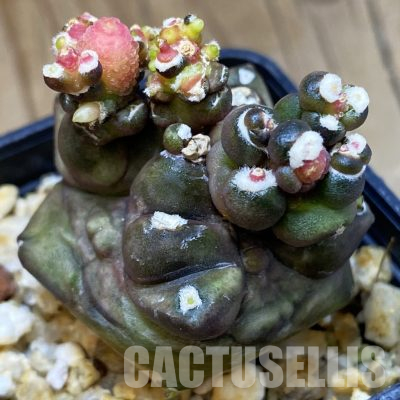 SH36143 Gymnocalycium mihanovichii ‘Transformer’
