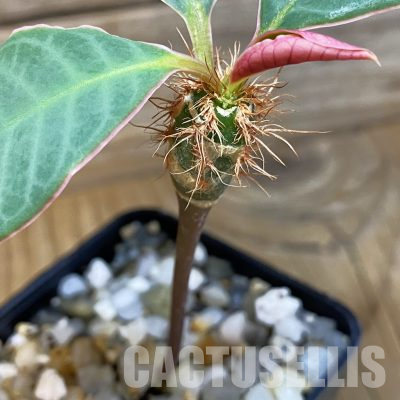 SH36082 Euphorbia neohumbertii