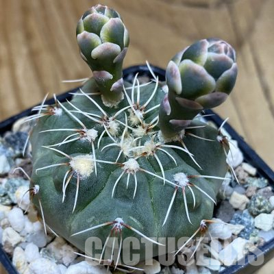 SH36144 Gymnocalycium kuehhasii VG 1091