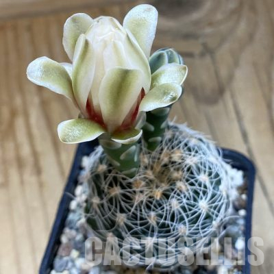 SH36145 Gymnocalycium gertii VG 707