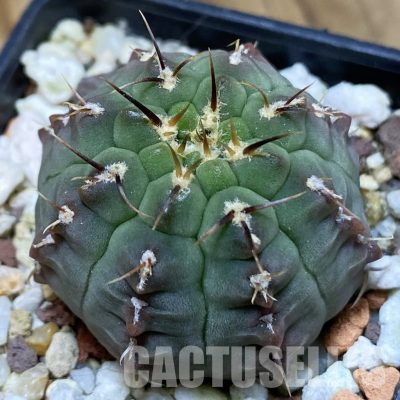 SH36146 Gymnocalycium vatteri v. unguispinum, selection