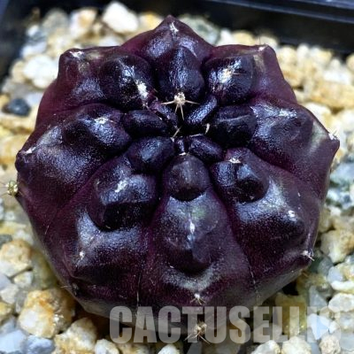 SH36147 Gymnocalycium mihanovichii ‘Day Dream’, seedling