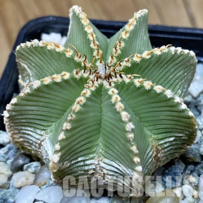 SH36149 Aztekium hintonii GCG 9763, seedling