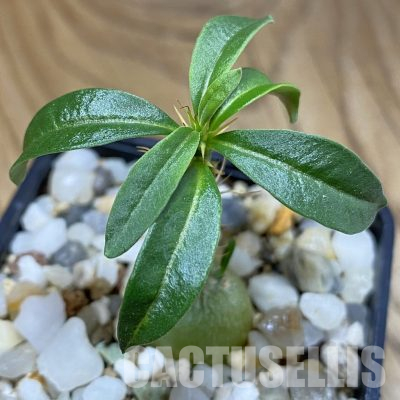 SH36083 Pachypodium succulentum