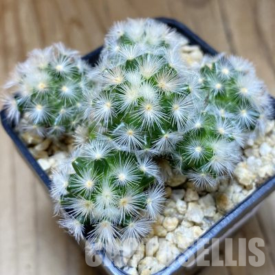 SH36153 Mammillaria carmenae hybrid