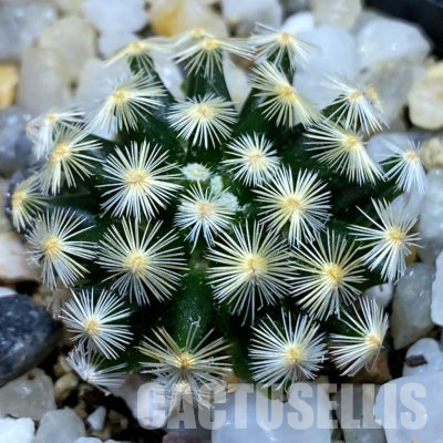 SH36154 Mammillaria schiedeana MMR 268