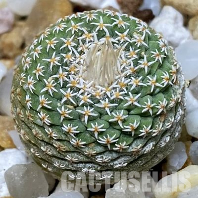 SH36158 Strombocactus disciformis f. minimus VM 204