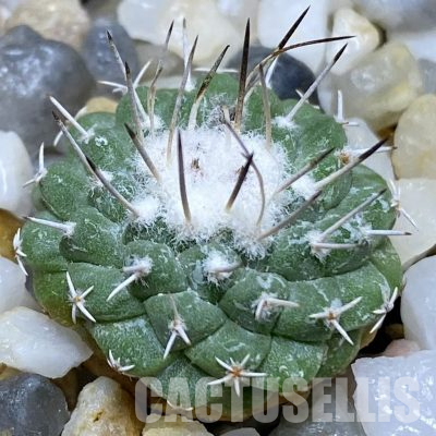 SH36159 Strombocactus pseudocorregidorae GCG 10947