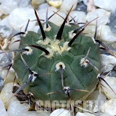 SH36161 Gymnocalycium vatteri