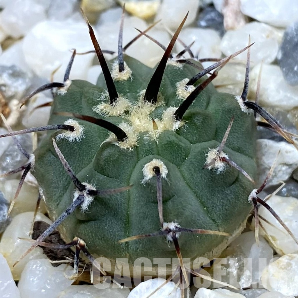 SH36161 Gymnocalycium vatteri
