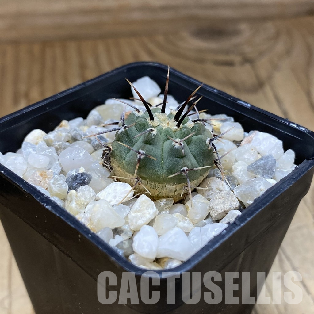 SH36161 Gymnocalycium vatteri - Image 2
