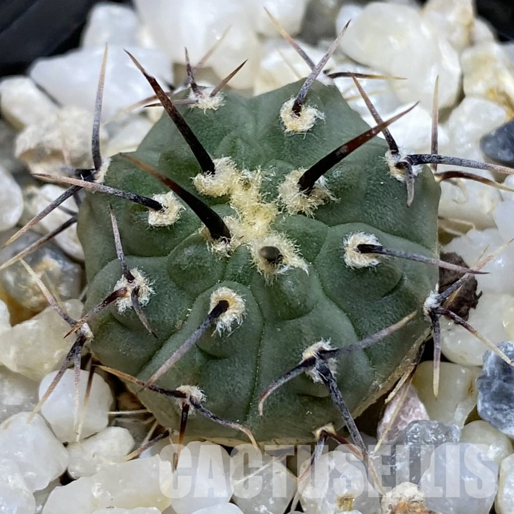 SH36161 Gymnocalycium vatteri - Image 3