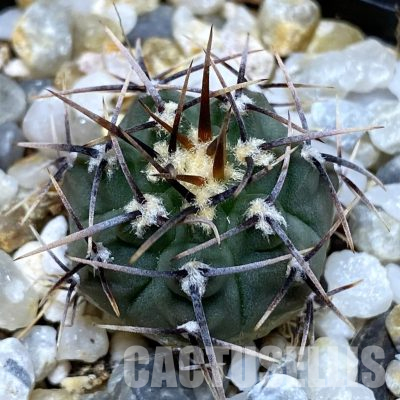 SH36162 Gymnocalycium vatteri