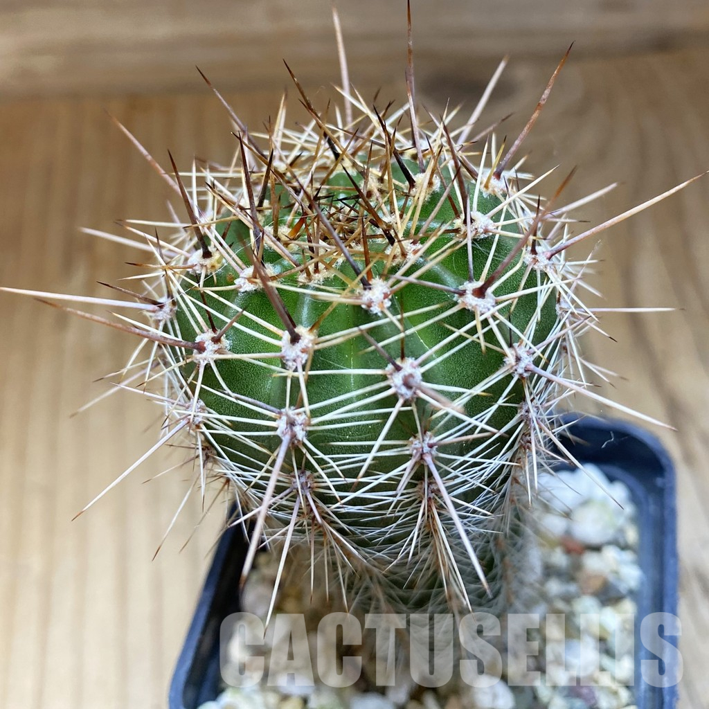 SH36163 Echinopsis hybrid, seedling - Image 2