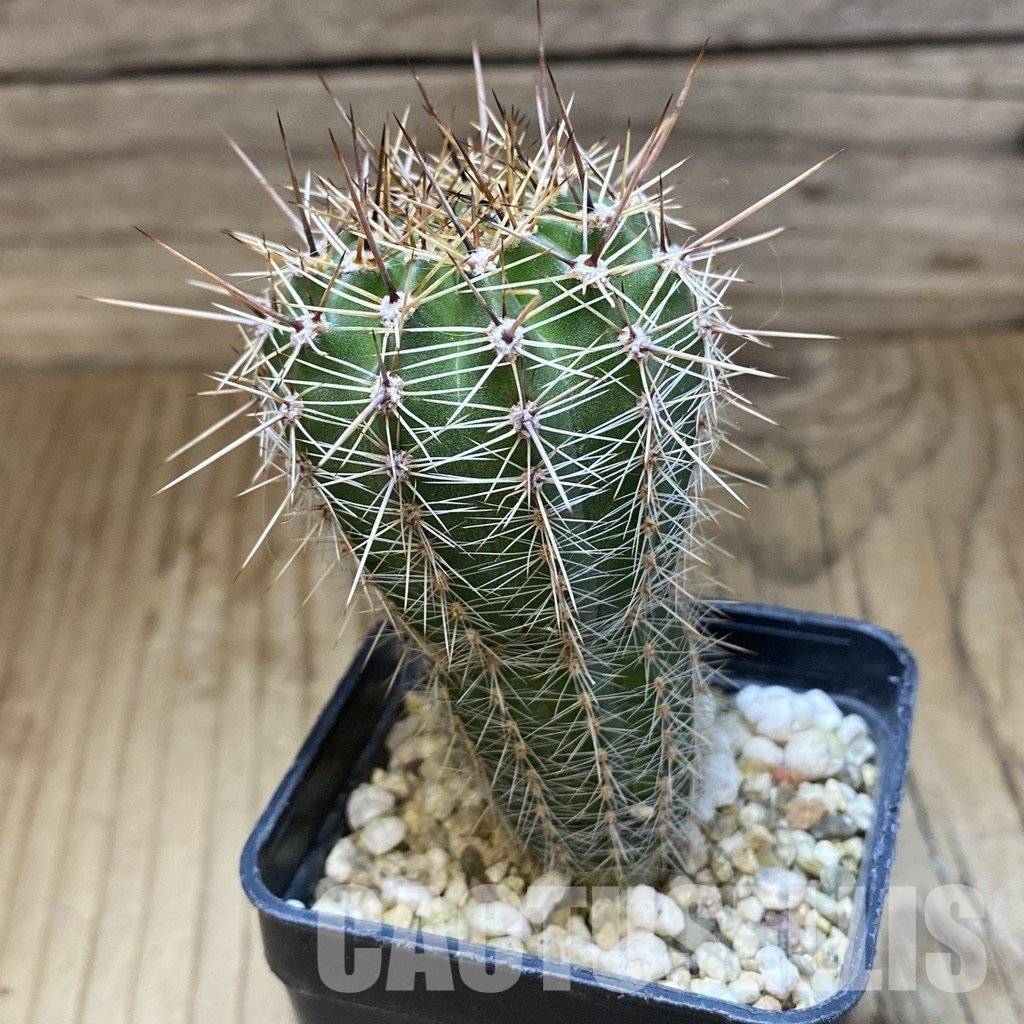 SH36163 Echinopsis hybrid, seedling - Image 3