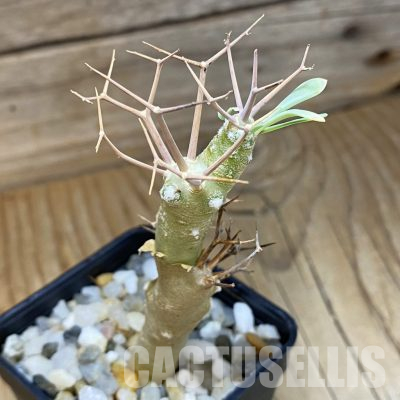 SH36085 Othonna euphorbioides
