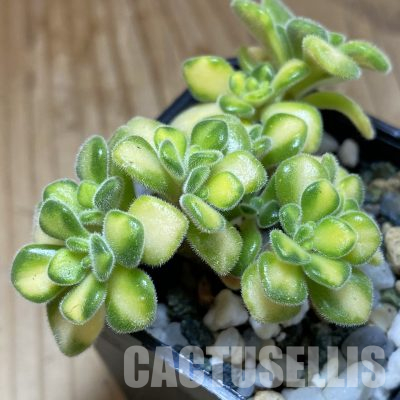 SH36088 Aeonium lindleyi f. variegata