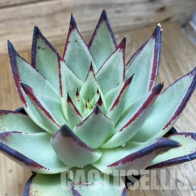 SH36090 Echeveria agavoides 'Ebony'
