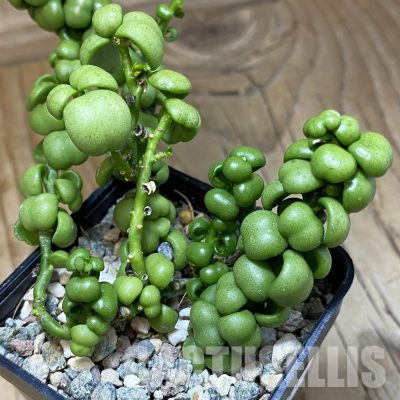 SH36091 Dischidia nummularia 'Dragon Jade'
