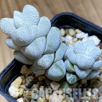 SH36093 Crassula deceptor