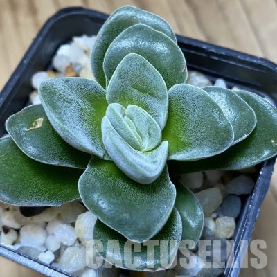 SH36095 Crassula 'Coralita'