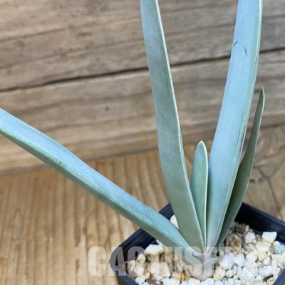 SH36096 Aloe plicatilis