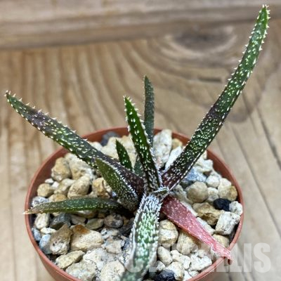 SH36097 Aloe delicatifolia, seedling, 2 plants