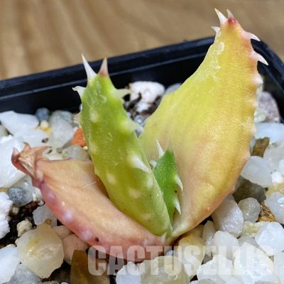 SH36098 Aloe melanacantha, seedling