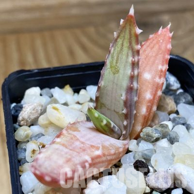 SH36100 Aloe pavelkae PV 1781, seedling
