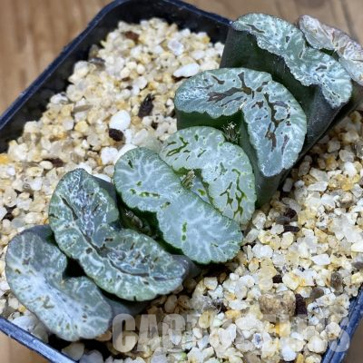 SH36101 Haworthia truncata -Japan-