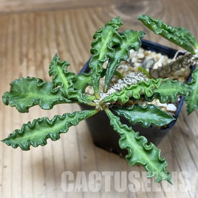 SH36079 Euphorbia decaryi v. spirosticha