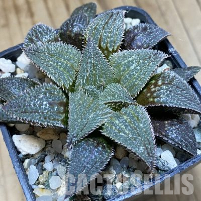 SH36102 Haworthia mirabilis v. pillosa