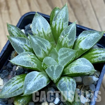 SH36103 Haworthia 'Love Heart'