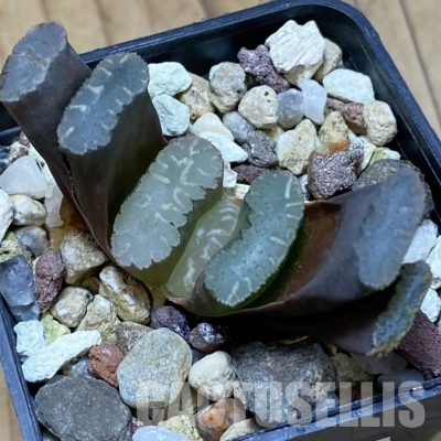 SH36104 Haworthia truncata -Japan-